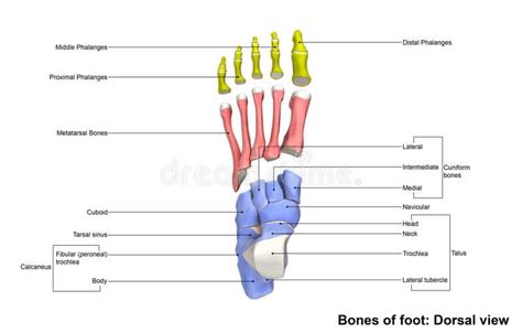 Foot Bones - (Find Out All About Your Feet & How They Work)