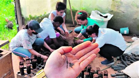 Par Que Orgulha Planta O Mais Sustent Vel Folha De Portel