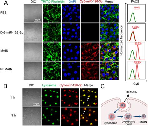 The Cellular Uptake In Different Conditions A The Cellular Uptake Of