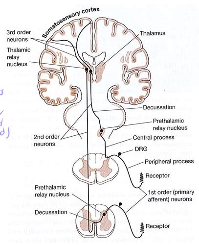 Somatosensory System Flashcards Quizlet