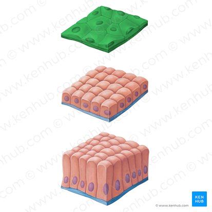 27+ Simple Squamous Epithelium Diagram - JazebJohnina