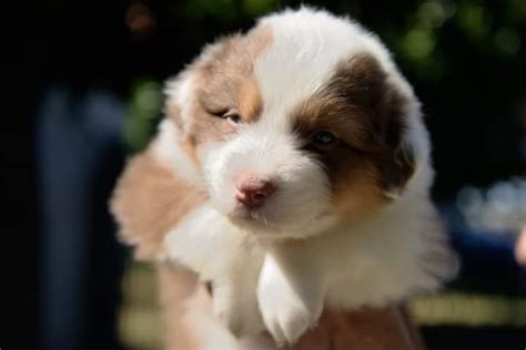 Cuccioli Di Cane Pastore Australiano Australian Shepherd In Vendita