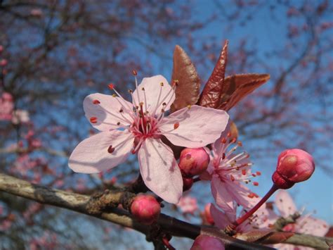 Free Images Tree Branch Fruit Leaf Flower Food Spring Produce