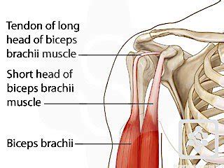 Peak Workout (Long Head Bicep Exercises) Size & Defenition