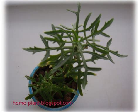 Цветок оленьи рожки - 75 фото