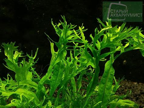 Microsorum pteropus 'Windelov'- Микрозориум птеропус Винделов(Олений ...