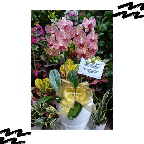 Anggrek Bulan Dewasa Isi 2 Warna Orange Strip De Orchids