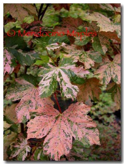 Mendocino Maples Nursery Mendocino Maples Nursery