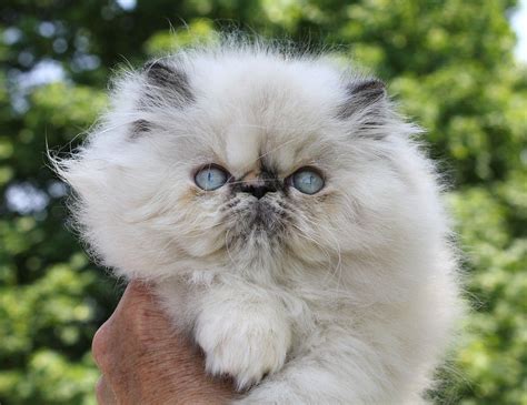 Gray Tortoiseshell Persian Cat Pets Lovers