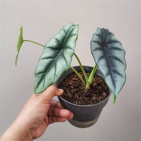 Алоказия лонгилоба - фото и картинки: 70 штук