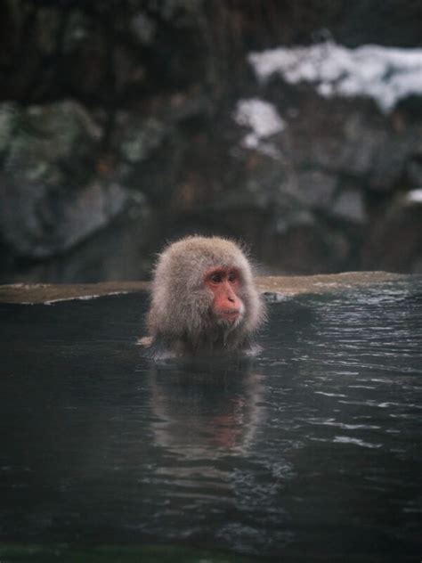 Jigokudani Monkey Park A Hot Spring Oasis In Japan