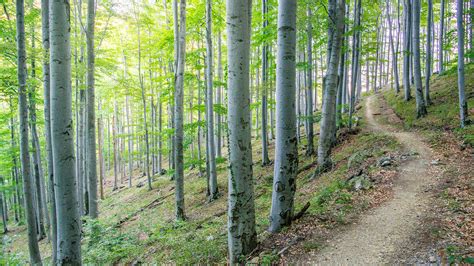 Medvednica Nature Park Sljeme