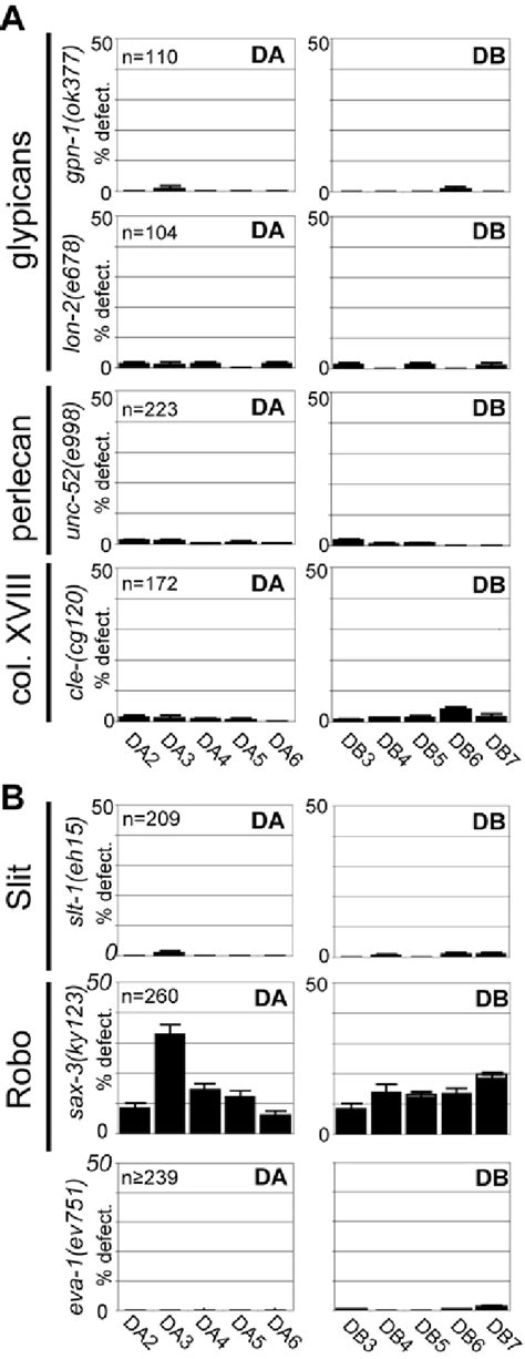 Figure S1: Motor axon guidance defects in mutants of HS core proteins ...