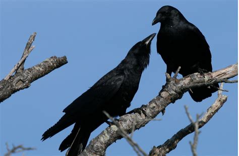 Do Crows Have Culture? – The D.U.Quark