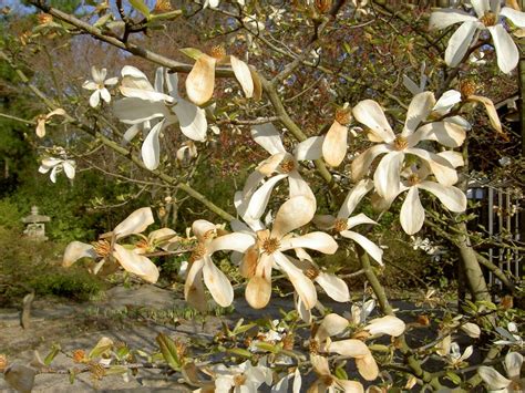 botanische-spaziergaenge.at • Thema anzeigen - Magnolia kobus / Kobushi ...
