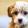 how long does it take to train a puppy