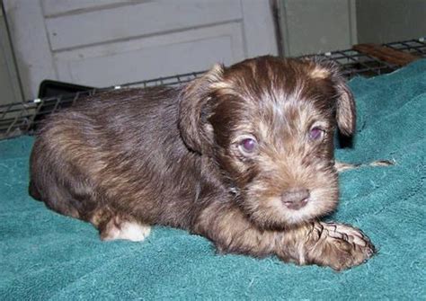 Wk Akc Male Chocolate Liver Miniature Schnauzer Pup Ready Christmas