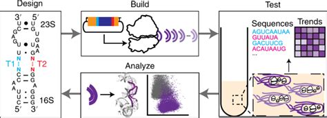 Three Dimensional Structure Guided Evolution Of A Ribosome With