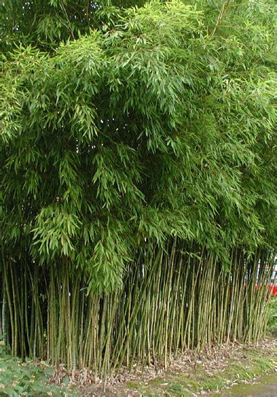 Phyllostachys Aurea Kazimingi Nursery