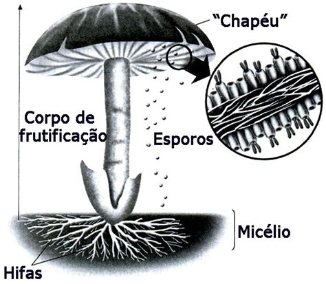 Faça Um Desenho Representando Um Fungo E Destacando As Hifas O Micelio