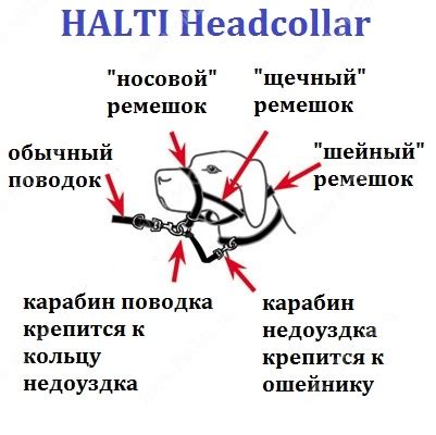 Тяни! Не хочу... Или что такое недоуздок для собак (халти) - Интернет ...