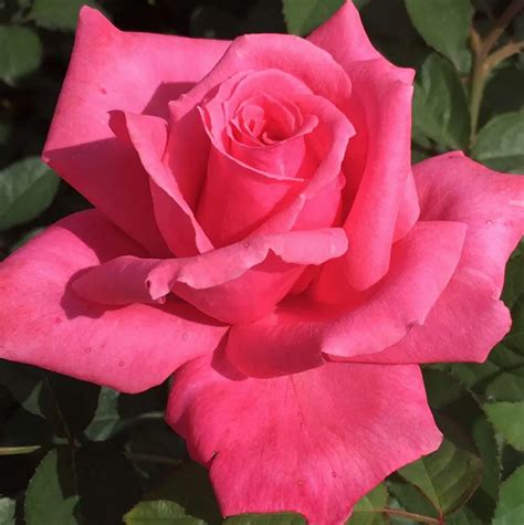 Electron Rose Halifax Perennials Inc