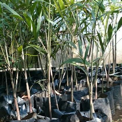 Bibit Pohon Palem Ekor Tupai - Pohon Palem Ekor Tupai - Pohon Palm