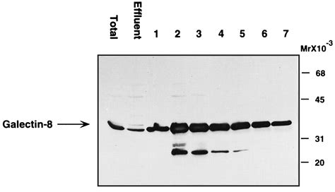 Galectin 8 Journal Of Biological Chemistry