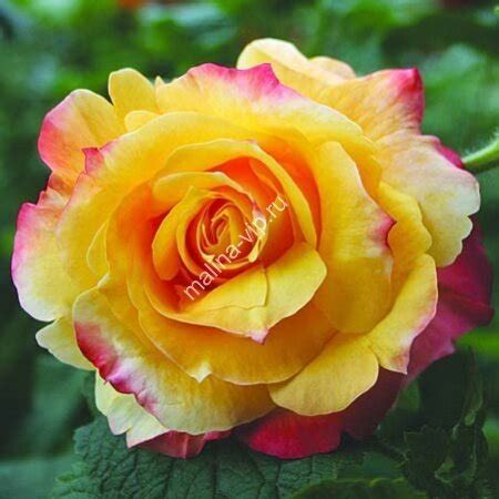 Чайно гибридная роза Солидор (Solidor)