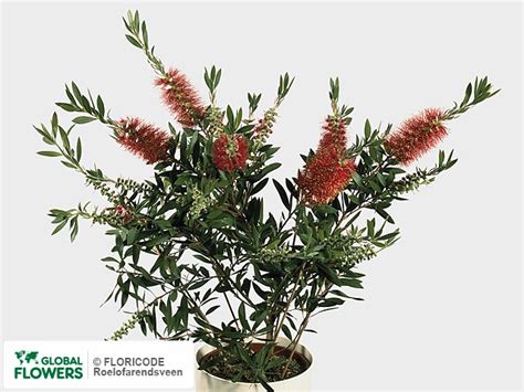 Каллистемон — выращивание и уход, покупка | Global Flowers