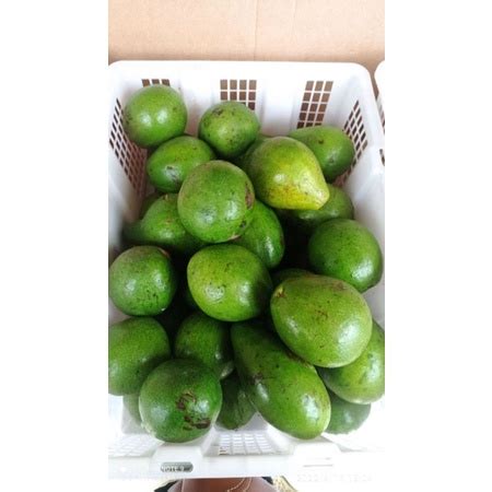 Jual Alpukat Mentega Lampung 1kg Shopee Indonesia