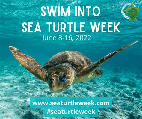 Sea Turtle Week 2024 Theme - Dion Antoinette