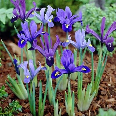 Ирис reticulata Mix 100 - купить луковицы в Украине недорого | Florium.ua