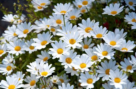 Tumblr Daisies Wallpaper