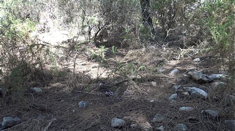 Algerie Videos XVIDEOS