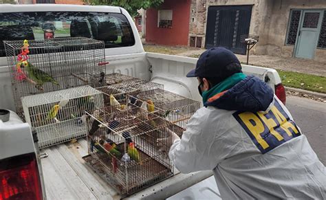 Cayó banda dedicada a vender aves exóticas y autóctonas valuadas en