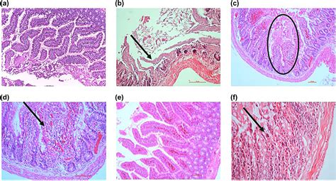 Possible Effects Of Clinoptilolite On Small Intestinal Ischemia