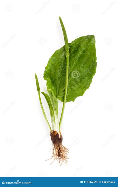 Greater Plantain Or Broadleaf Plantain (Plantago Major) Royalty-Free