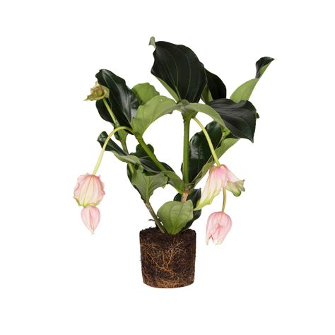 Medinilla magnifica Medinilla - elho® - Give room to nature