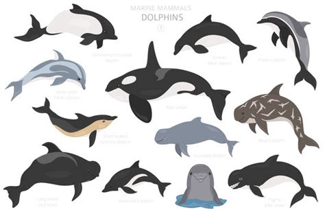 Irrawaddy Dolphin Images Browse 67 Stock Photos Vectors And Video