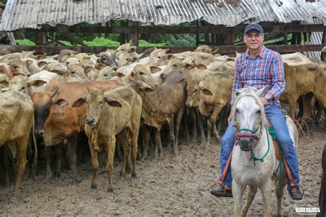 Criação de gado comunidades indígenas de Roraima são beneficiadas