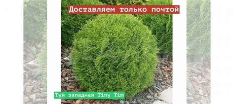 Туя западная Tiny Tim купить в Перми | Товары для дома и дачи | Авито