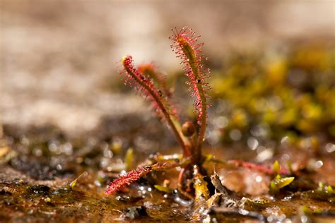 Can Plants Eat Insects? | Wonderopolis