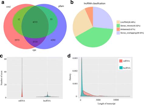 Identification of lncRNAs. a Venn diagram of lncRNAs predicted by CPC ...
