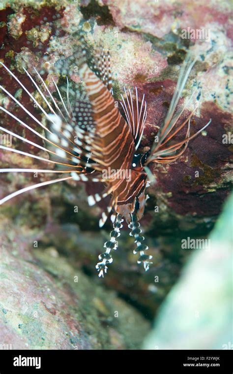 Spotfin Lionfish Or Broadbarred Firefish Scientific Name Is Pterois