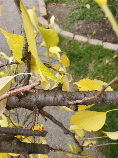 Ornamental Cherry Tree Disease Rgardening