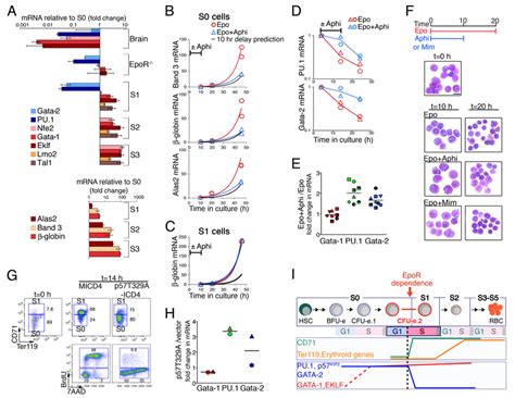 Block Of S Phase Progression At The S0 To S1 Transition Arrests The