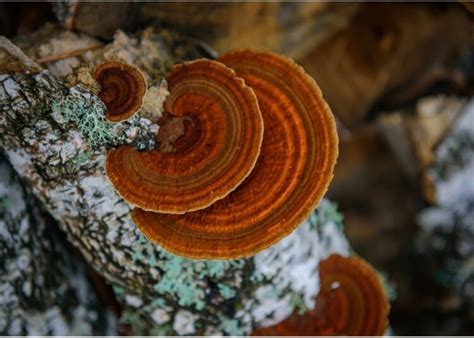 Cibler Le Sras Cov Avec Le Champignon Chaga Un Compos Antiviral