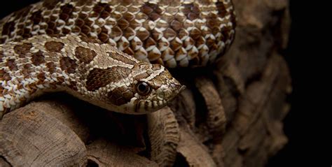 Western Hognose Snake | Care Center | Galápagos Reptile Gear