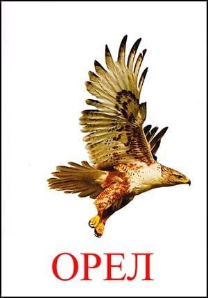 Орел картинка для детей | Картинки домашних животных, Животные, Картинки